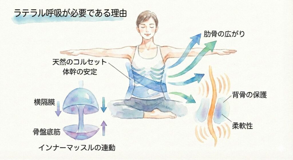 ピラティスでラテラル呼吸が必要な理由の解説